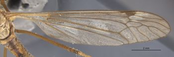 Media type: image;   Entomology 10317 Aspect: Wing front